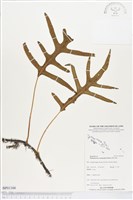 海岸擬茀蕨、海岸星蕨藏品圖，第1張