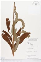 登錄號:BP01167藏品圖，第1張