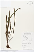 劍葉書帶蕨藏品圖，第1張