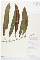 登錄號:BP01173藏品圖，第1張