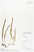 抱樹石葦藏品圖，第1張