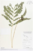 登錄號:BP01180藏品圖，第1張