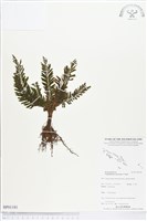 登錄號:BP01181藏品圖，第1張