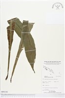 登錄號:BP01182藏品圖，第1張