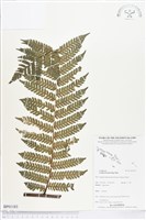 登錄號:BP01183藏品圖，第1張