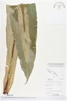 臺灣山蘇花藏品圖，第1張