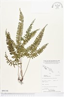 鈍齒鱗始蕨藏品圖，第1張