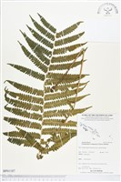 登錄號:BP01187藏品圖，第1張