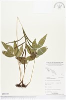 登錄號:BP01188藏品圖，第1張