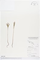 分枝莎草蕨藏品圖，第1張