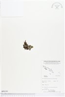 登錄號:BP01191藏品圖，第1張