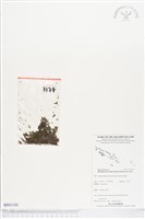 短柄單葉假脈蕨藏品圖，第1張