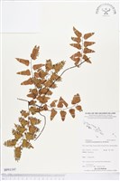 小葉海金沙藏品圖，第1張