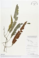 登錄號:BP01200藏品圖，第1張