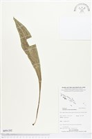 登錄號:BP01202藏品圖，第1張