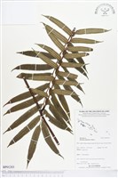 登錄號:BP01203藏品圖，第1張