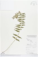 鈍齒鐵角蕨藏品圖，第1張