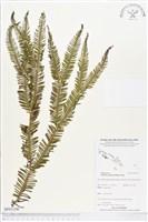 登錄號:BP01206藏品圖，第1張