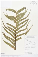 登錄號:BP01207藏品圖，第1張