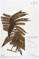 登錄號:BP01208藏品圖，第1張