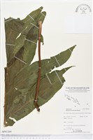 登錄號:BP01209藏品圖，第1張