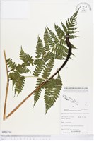 登錄號:BP01210藏品圖，第1張