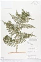 登錄號:BP01211藏品圖，第1張