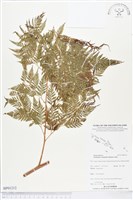 登錄號:BP01212藏品圖，第1張