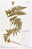 栗蕨藏品圖，第1張