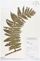 登錄號:BP01215藏品圖，第1張