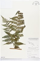 登錄號:BP01216藏品圖，第1張