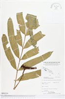 登錄號:BP01219藏品圖，第1張