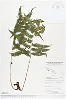 登錄號:BP01221藏品圖，第1張