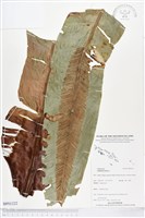 臺灣山蘇花藏品圖，第1張