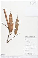 登錄號:BP01223藏品圖，第1張