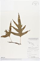 海岸擬茀蕨、海岸星蕨藏品圖，第1張