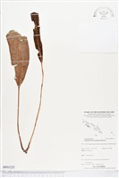 登錄號:BP01225藏品圖，第1張