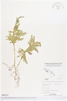 登錄號:BP01227藏品圖，第1張