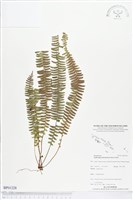 登錄號:BP01228藏品圖，第1張