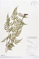 登錄號:BP01229藏品圖，第1張