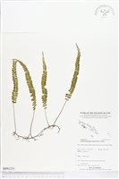 登錄號:BP01231藏品圖，第1張
