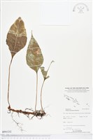 登錄號:BP01232藏品圖，第1張