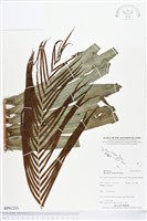 登錄號:BP01233藏品圖，第1張