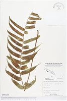 登錄號:BP01234藏品圖，第1張