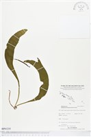 登錄號:BP01235藏品圖，第1張