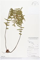 登錄號:BP01236藏品圖，第1張