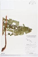 登錄號:BP01237藏品圖，第1張