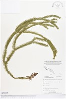 登錄號:BP01238藏品圖，第1張