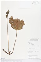 登錄號:BP01241藏品圖，第1張