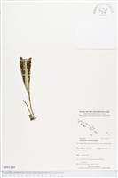 登錄號:BP01243藏品圖，第1張